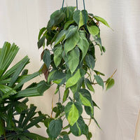 Philodendron Brazil in Hanging Basket, Live Tropical Vining Plant
