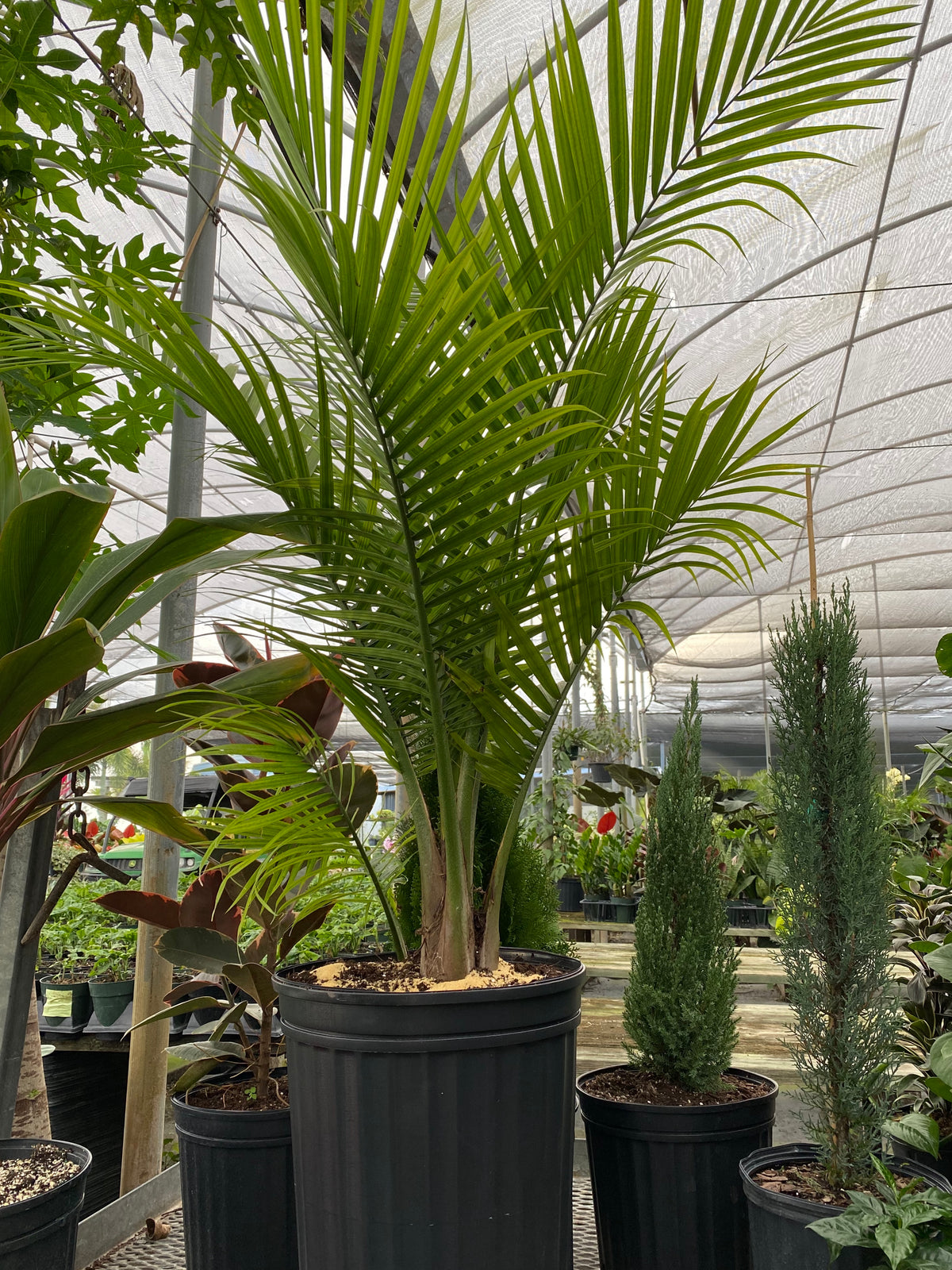 Majesty Palm, Ravenea Rivularis Live Indoor Plant | Eureka Farms