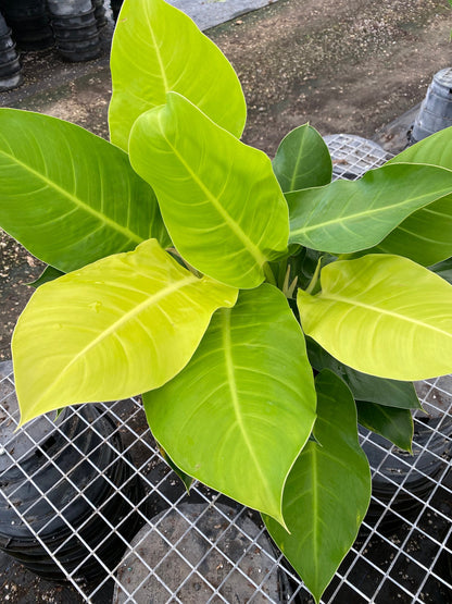 philodendron hybrid moonlight Philodendron Moonlight, Natures Way