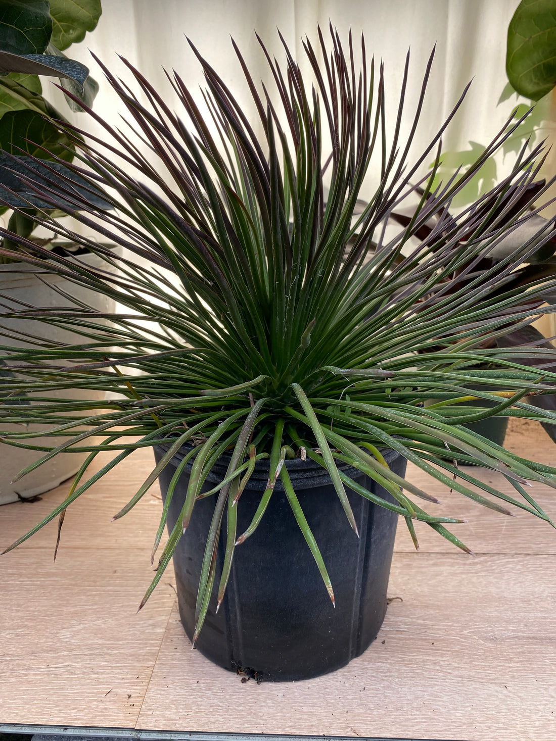 Agave Geminiflora 'Rasta Man'