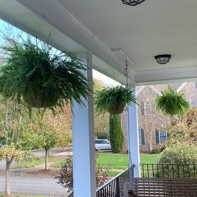 Boston Fern in Hanging Basket Extra Large hanging outide of a house