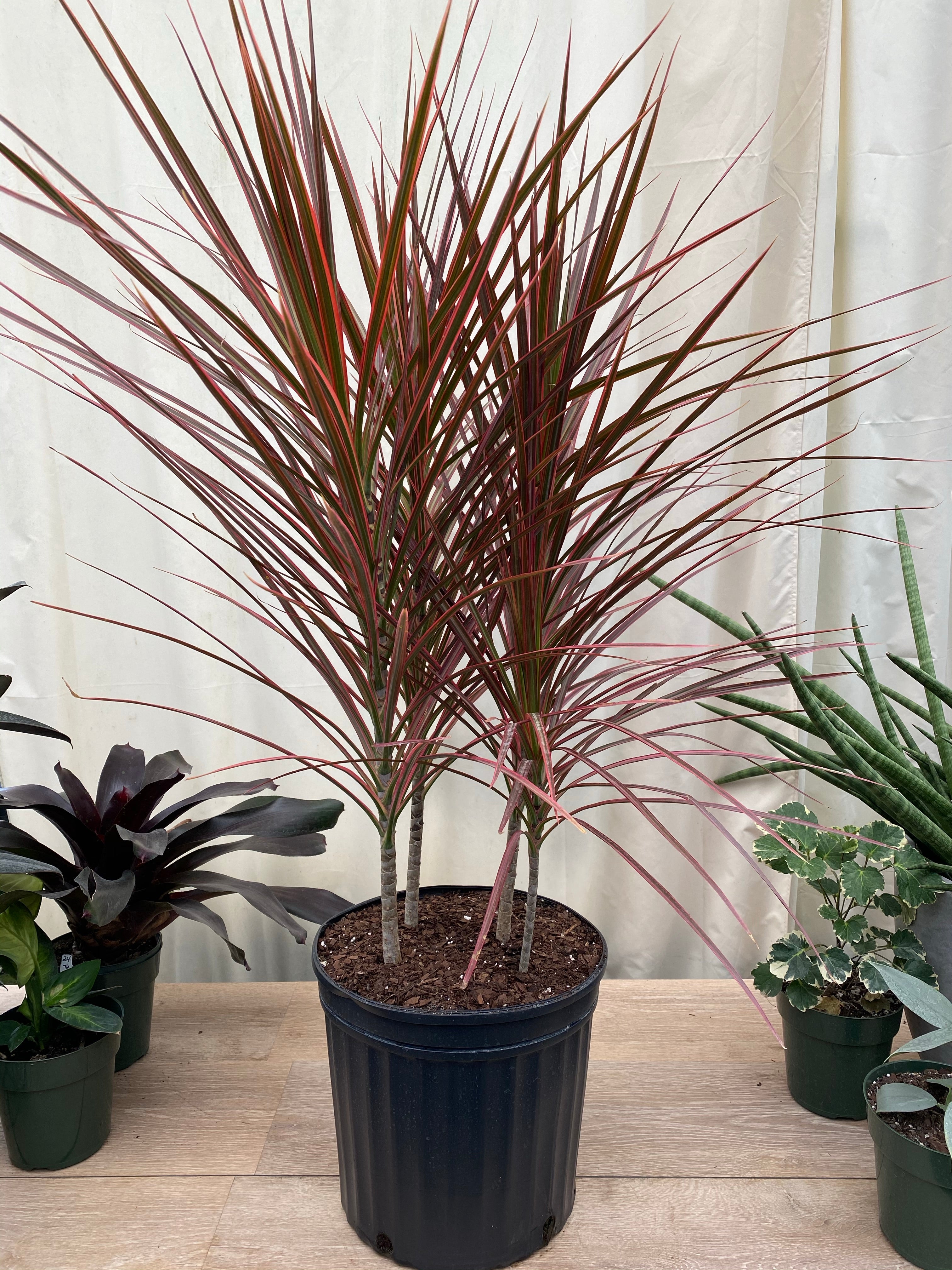 Colorama fashion Dracaena 10” inch pot