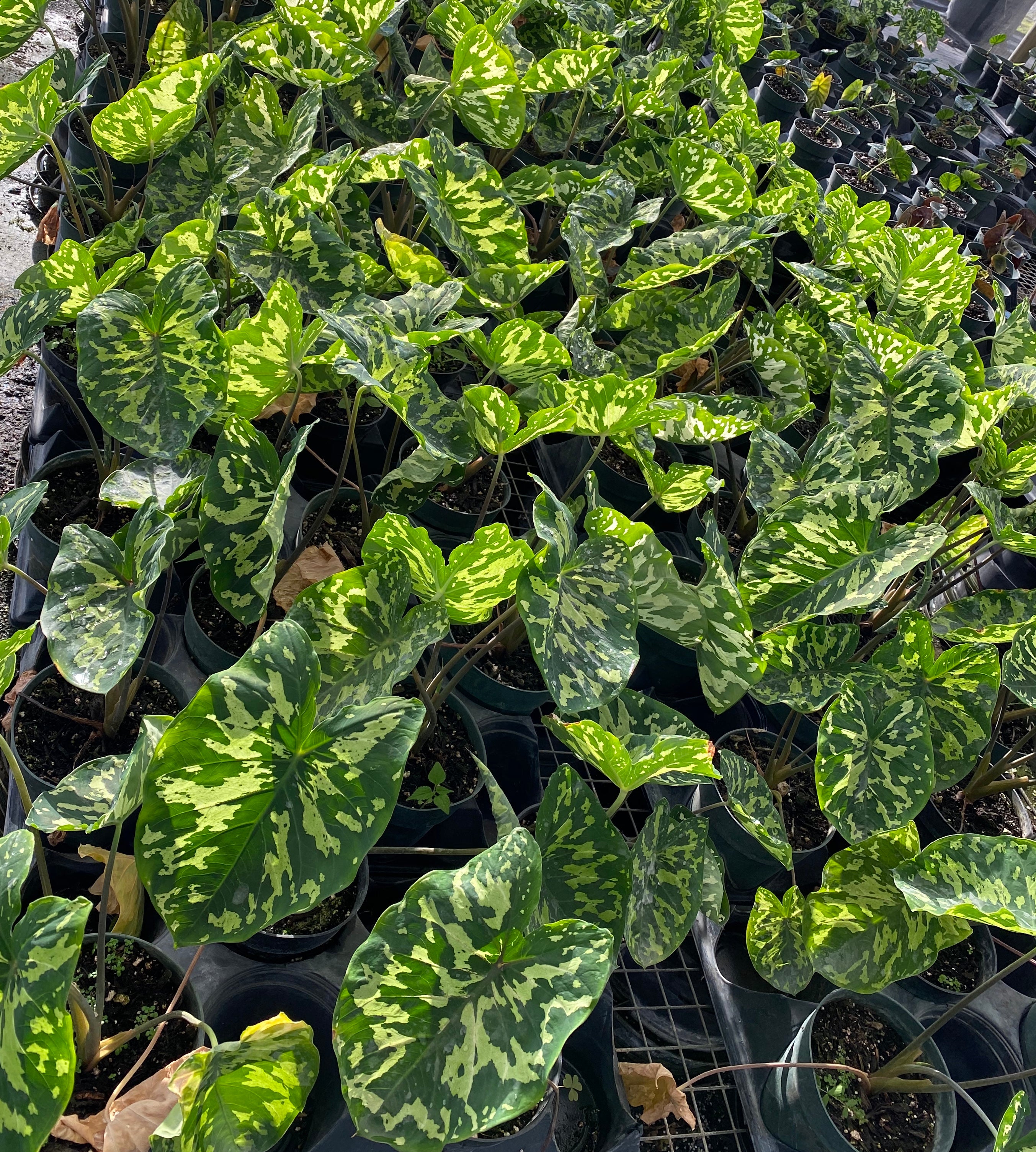 Colocasia Hilo Beauty, Elephant Ears