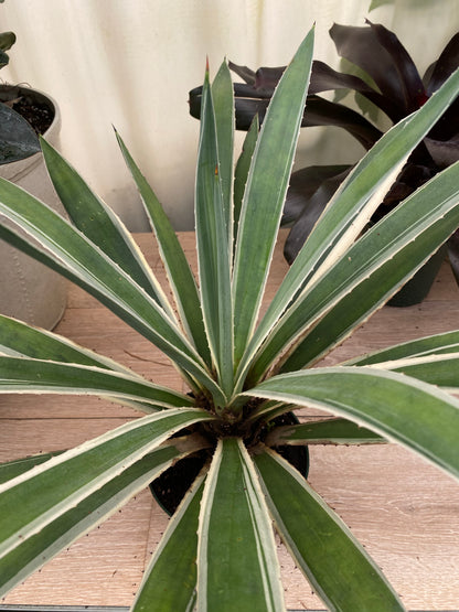 Agave Angustifolia, Caribbean Agave single view