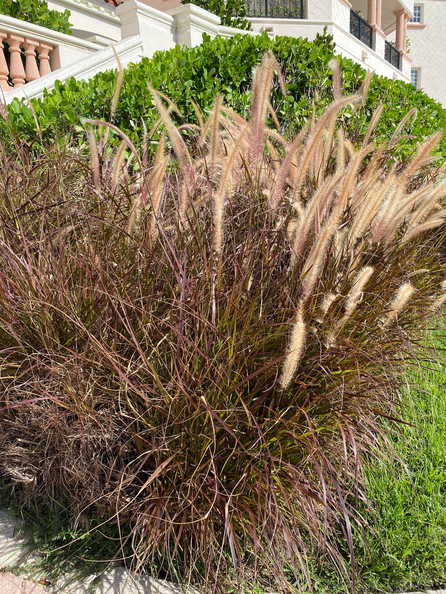 Red Fountain Grass – Eureka Farms