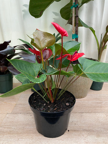 anthurium heart Explore Our Anthurium Red Heart