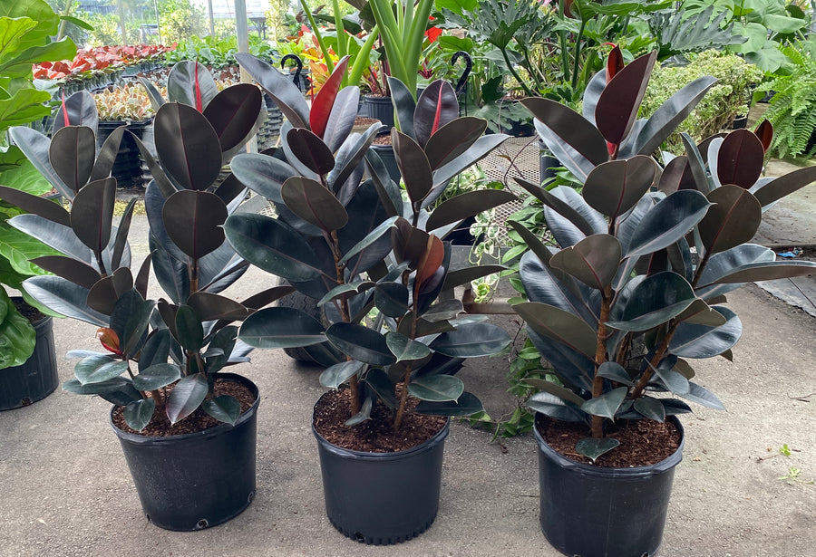 Ficus Burgundy Bush, Rubber Tree