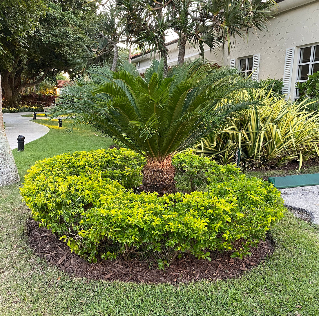 Palm King Sago Palm, Cycas Revoluta, Exotic