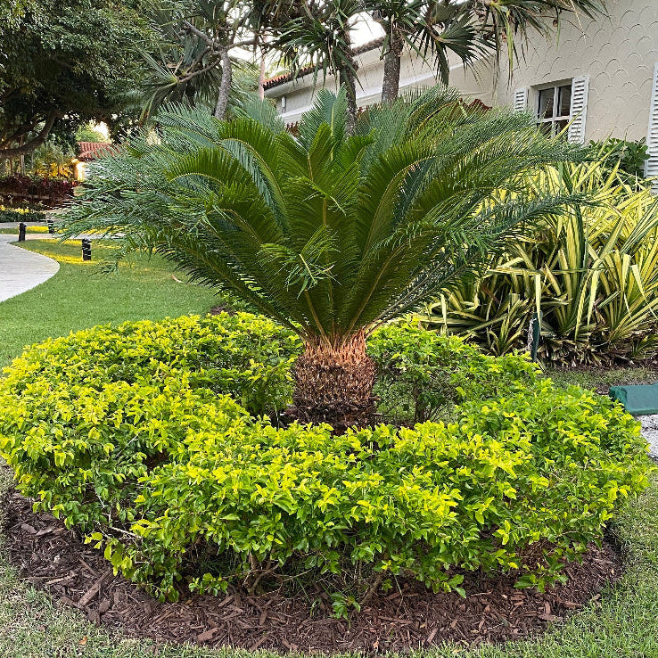 A sago palm (Cycas revoluta) also known as King Sago Palm, growing outdoors with green leaves and a thick fiber-covered trunk, surrounded by yellow shrubbery.