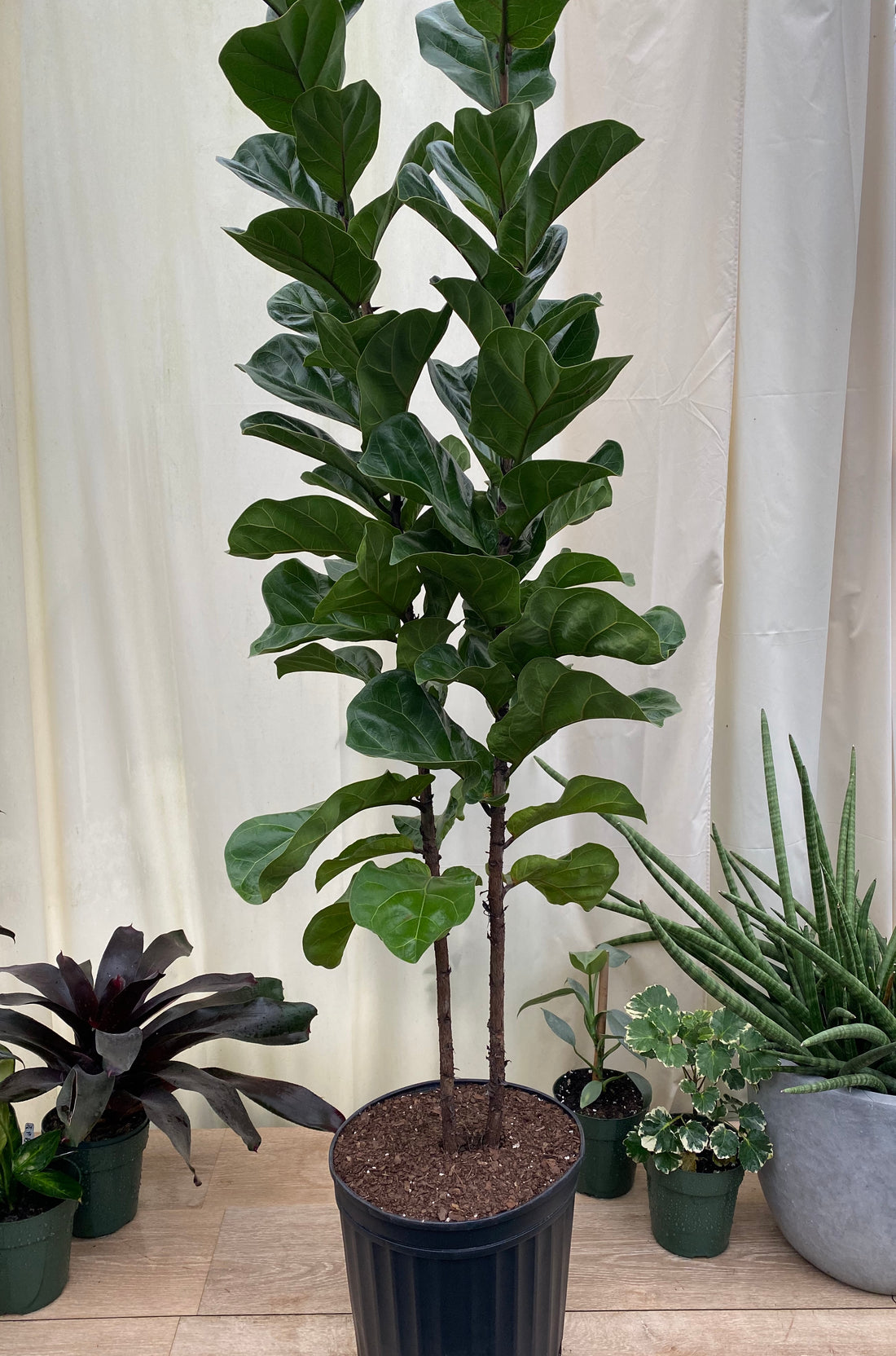 Ficus Multi Ficus Bambino Tree Form Multi, Fiddle Leaf Fig Tree – Eureka Farms