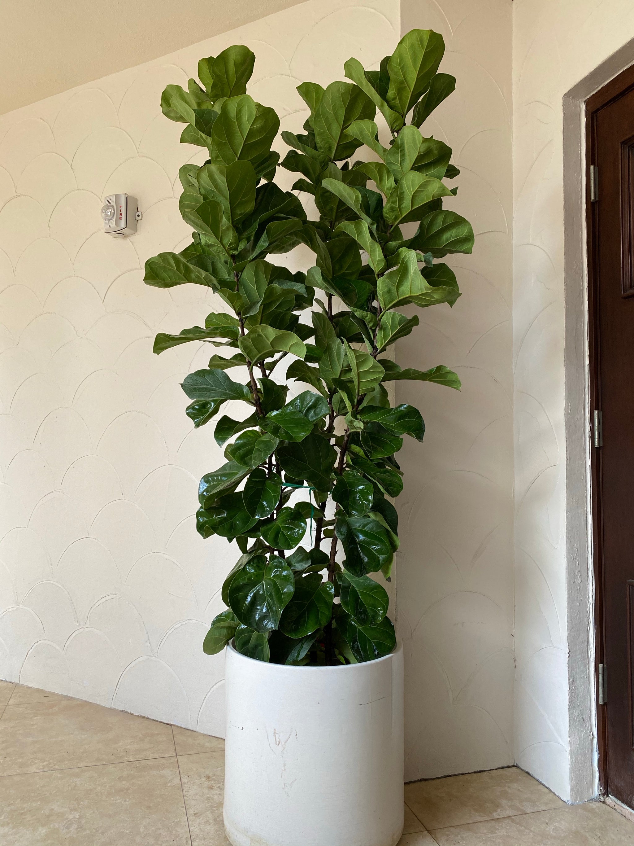 Ficus Bambino Bush, Fiddle Leaf Fig Tree – Eureka Farms