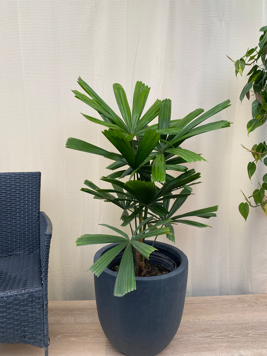 Licuala Ramsayi Palm Tree, Rare and Exotic