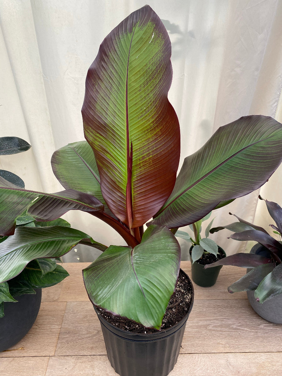 Musa Ensete Maurelii Red Abyssinian | Eureka Farms