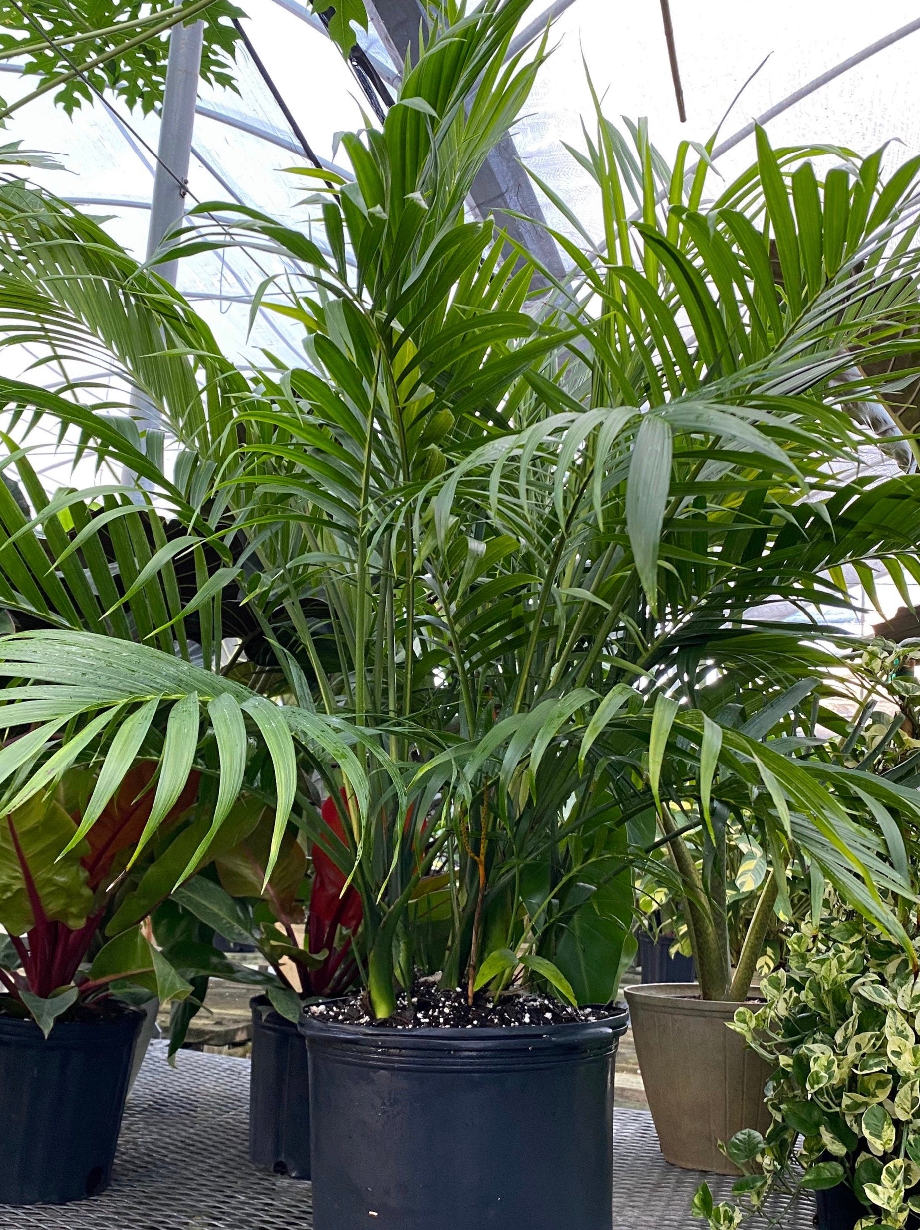 Cat Palm, Live Tropical Plant Indoor view