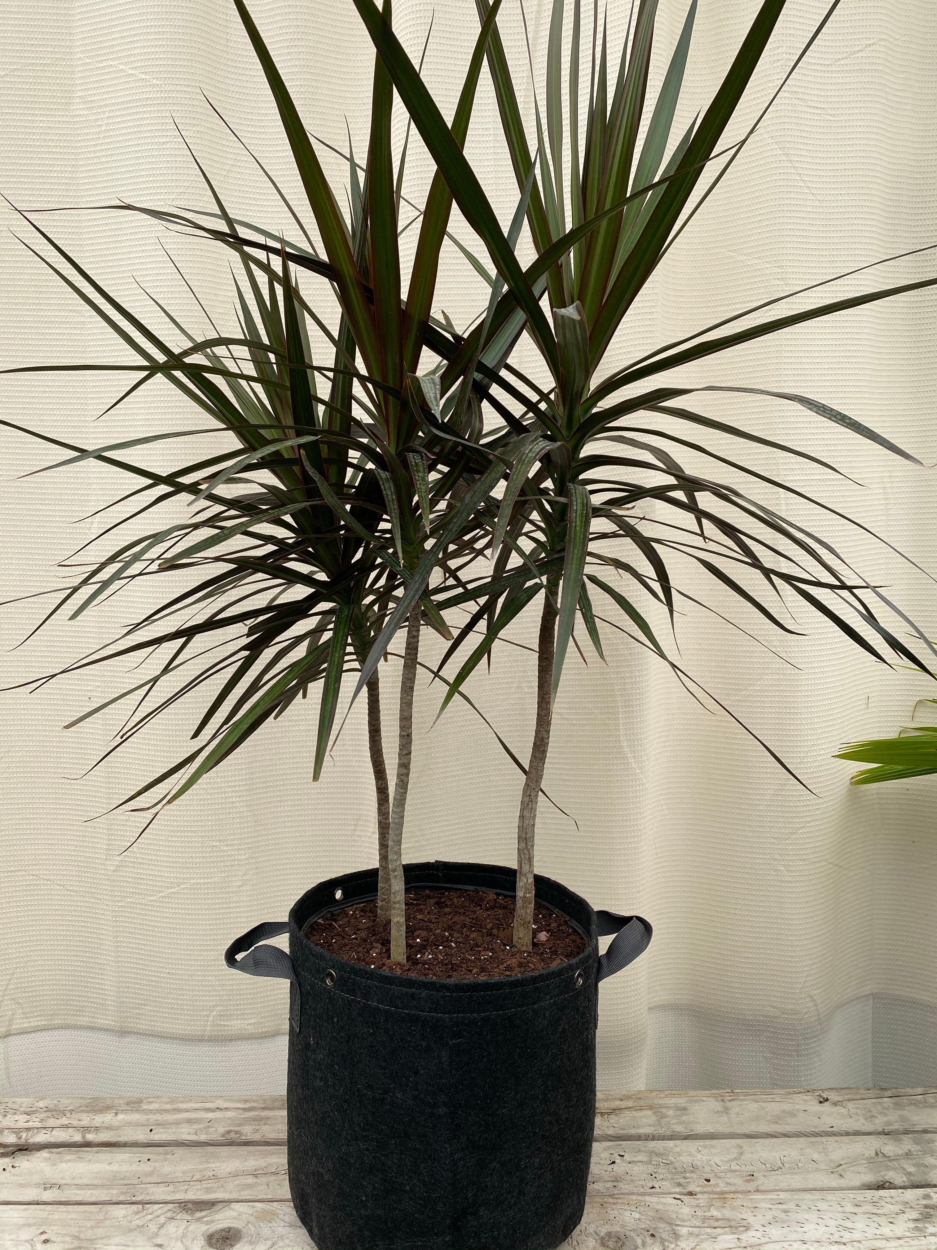 Explore Dracaena Dragon Tree Collection | Eureka Farms