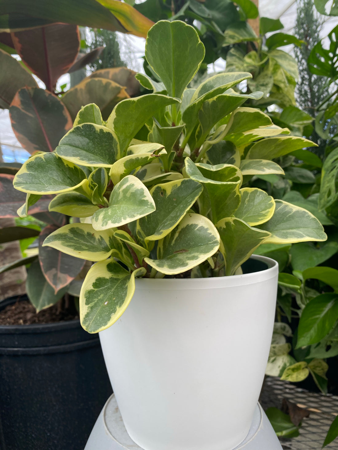 Peperomia Variegated in 6in Deco Pot, Live Indoor Plant, 12-14in Overall Height leaves in a white pot