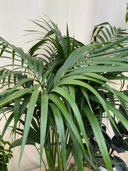 Kentia Palm Single Stem, Howea Belmoreana, Exotic and Rare