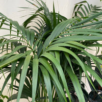 Kentia Palm Single, Howea Belmoreana, Exotic and Rare