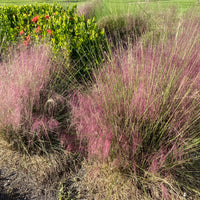 Pink Muhly Grass Pink Cloud