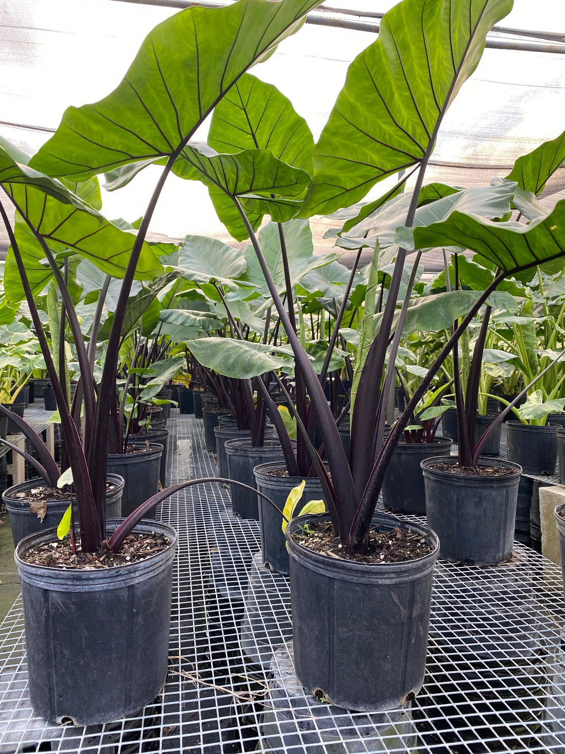 Alocasia Black Stem, Elephant Ears, Live Tropical Plant – Eureka Farms