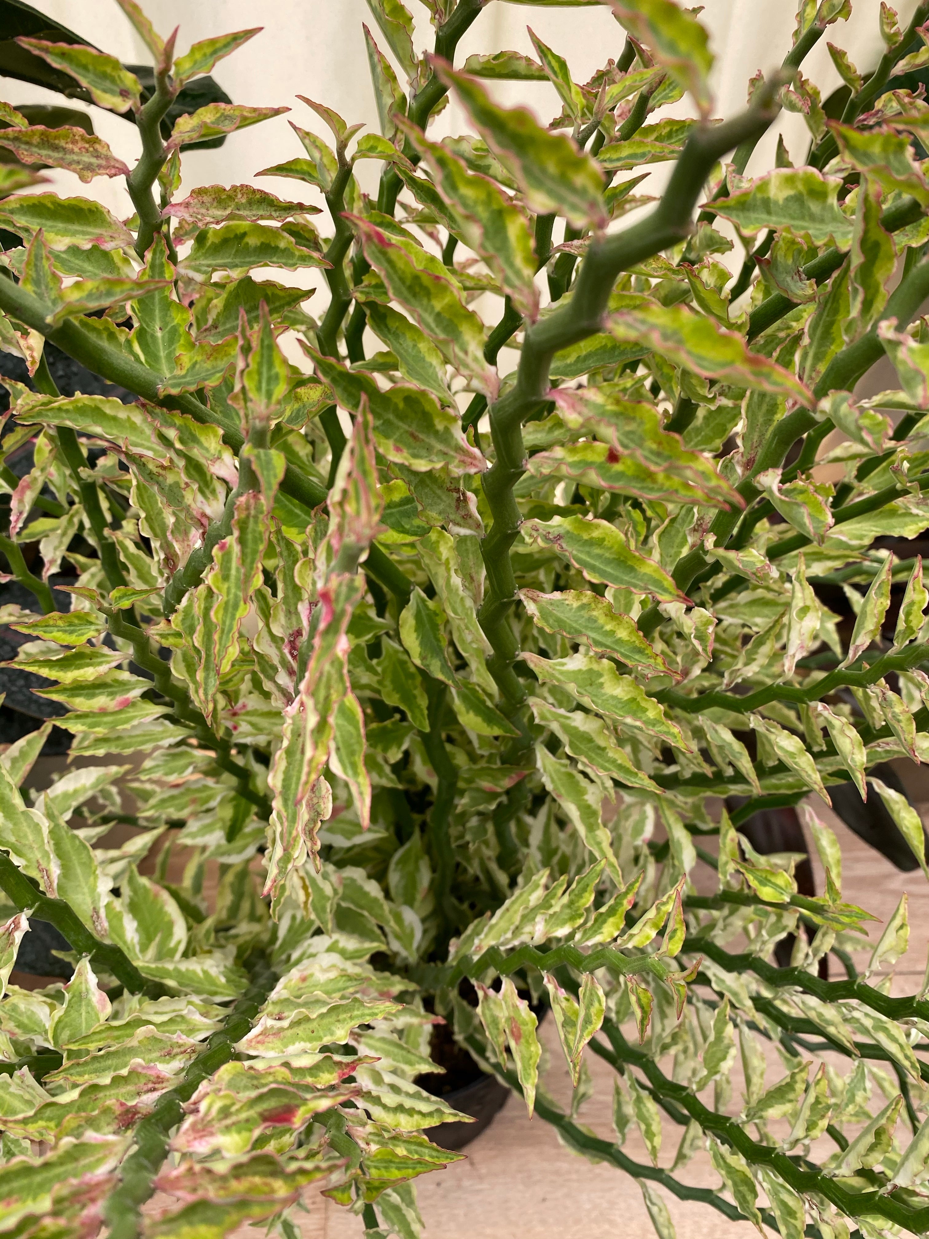 succulent devils backbone plant Euphorbia Curly Devil's Backbone