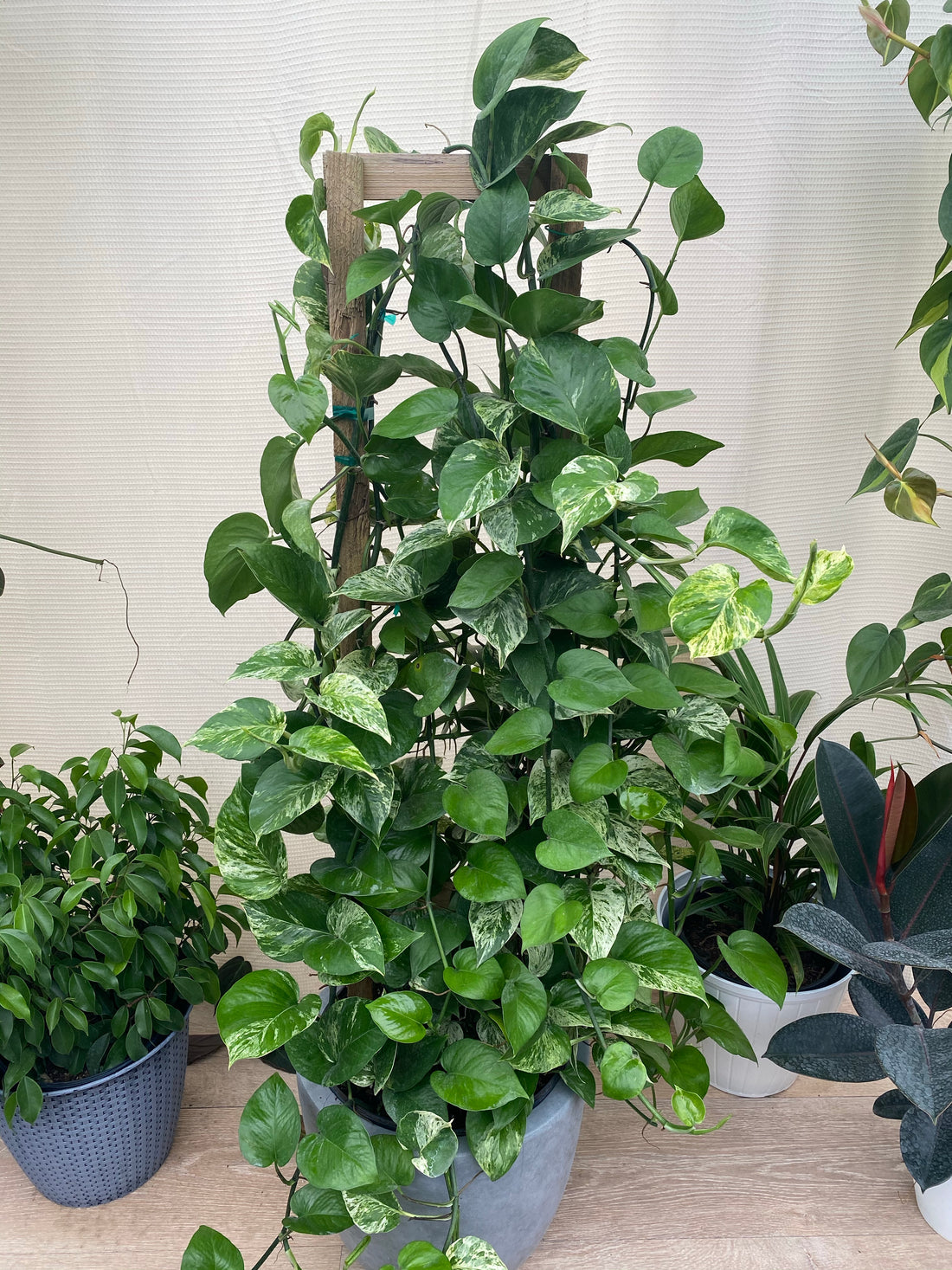 Pothos Marble Queen in Trellis, Stunning Variegated Vines