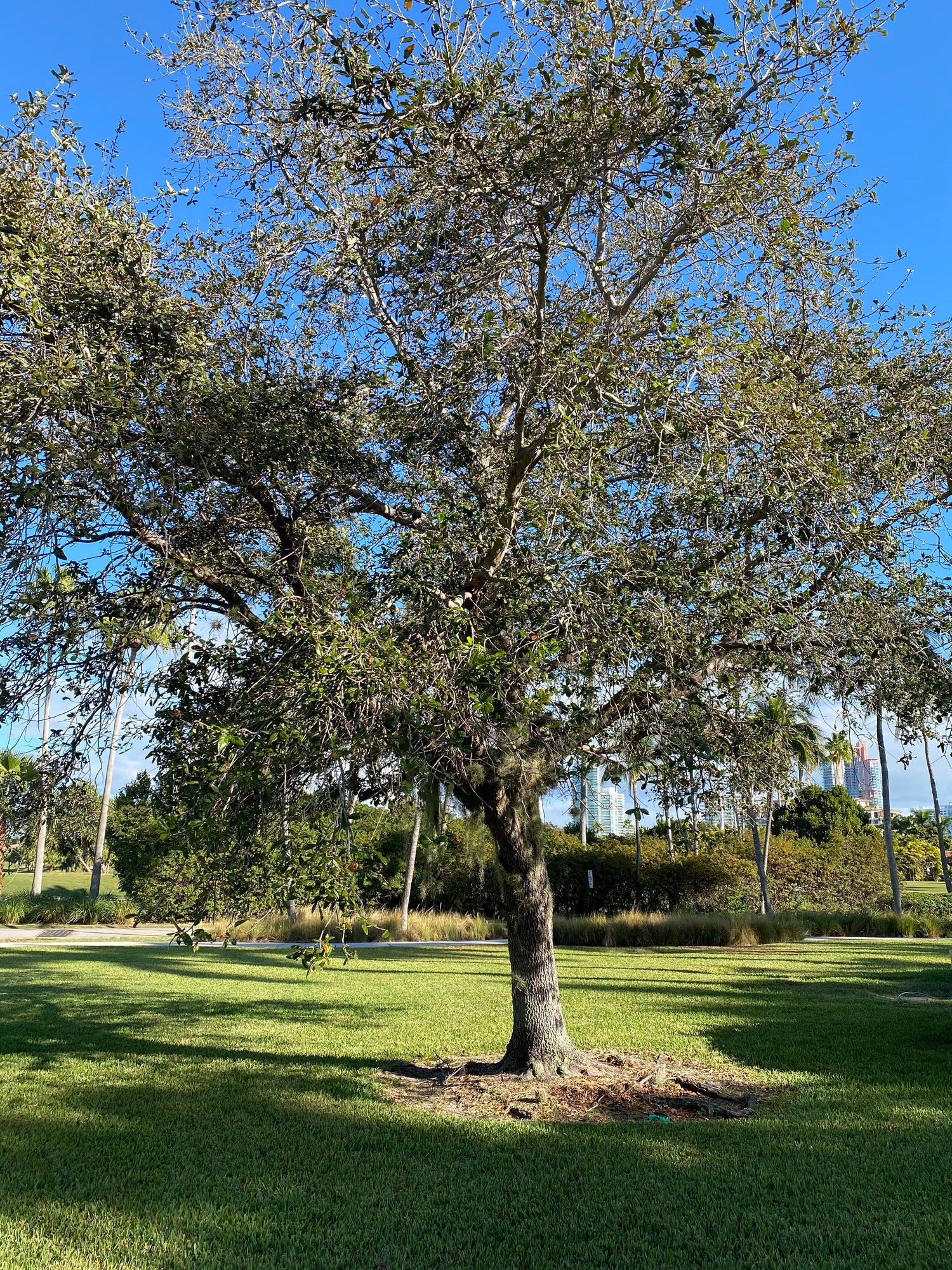 Southern Live Oak Tree, Quercus Virginiana outside