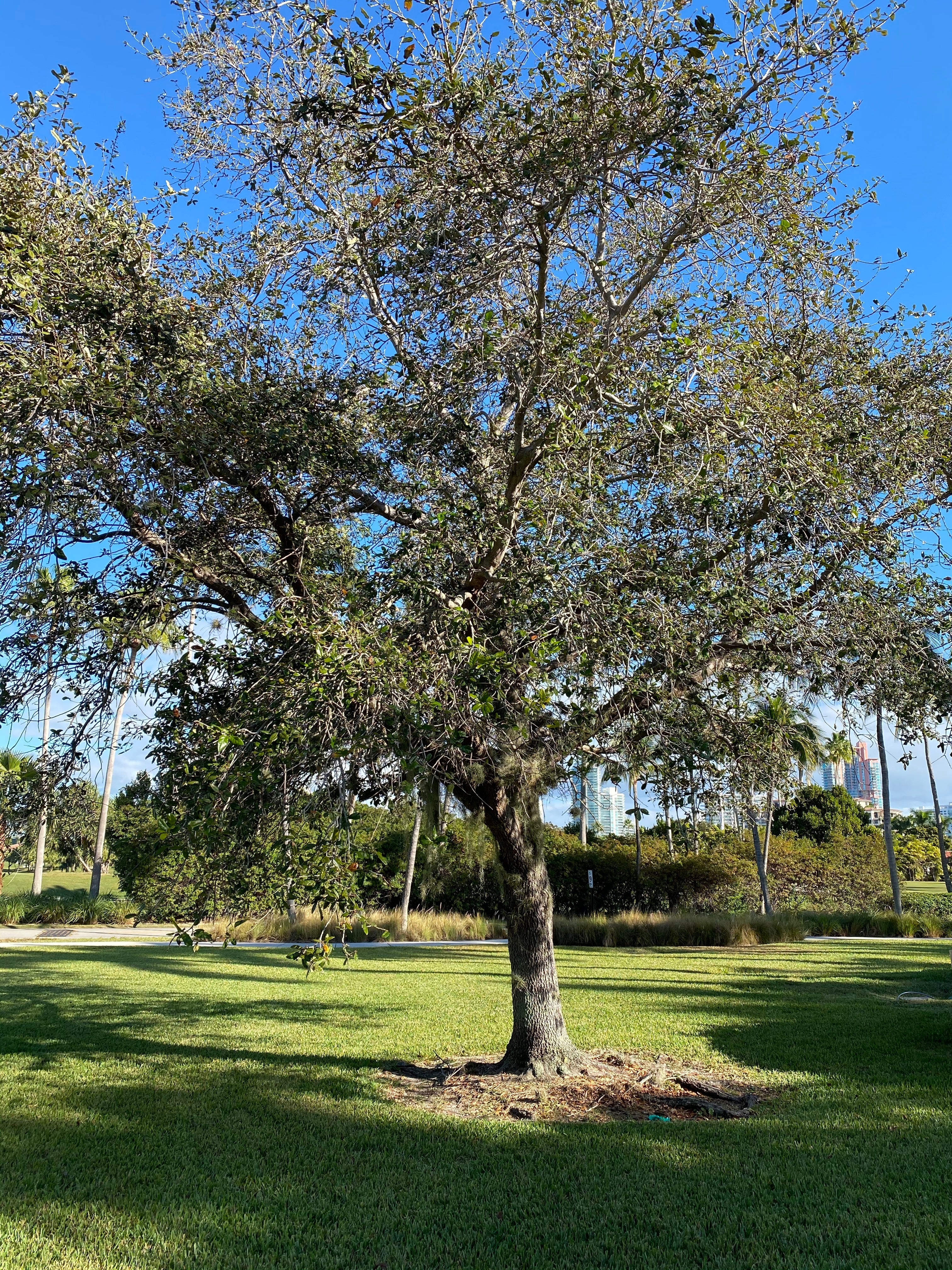 Southern Live Oak Tree, Quercus Virginiana outside
