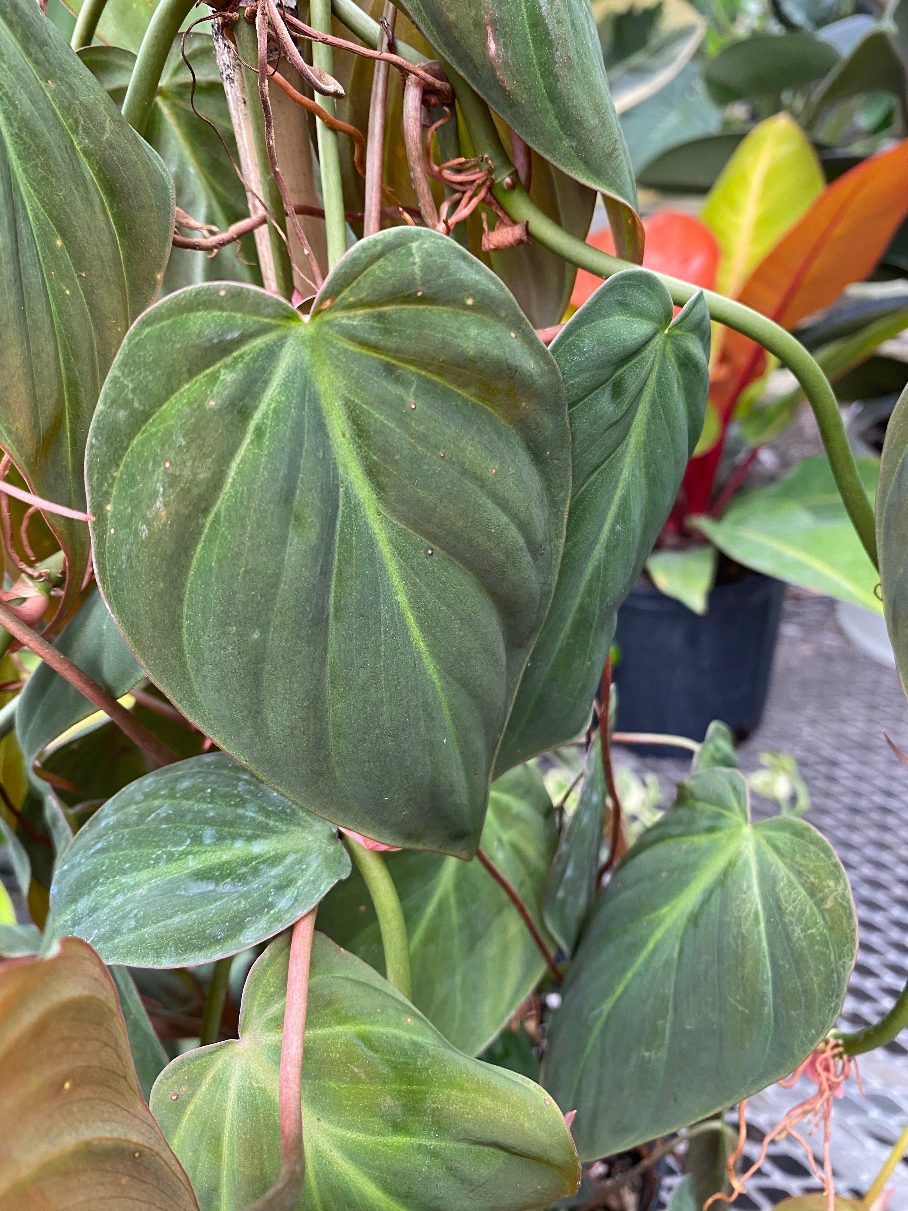 leaf of Philodendron Micans Plant Vines in Trellis