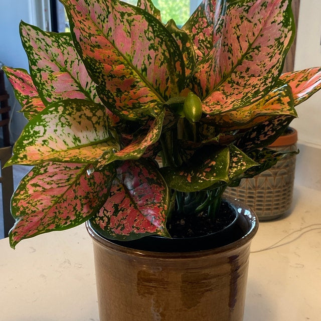 Aglaonema Wishes, Chinese Evergreen Variegated