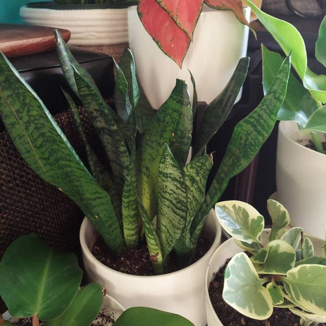 Sansevieria Robusta, Snake Plant
