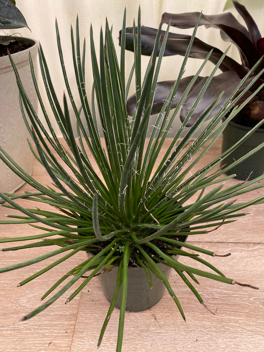 Agave Geminiflora 'Rasta Man'