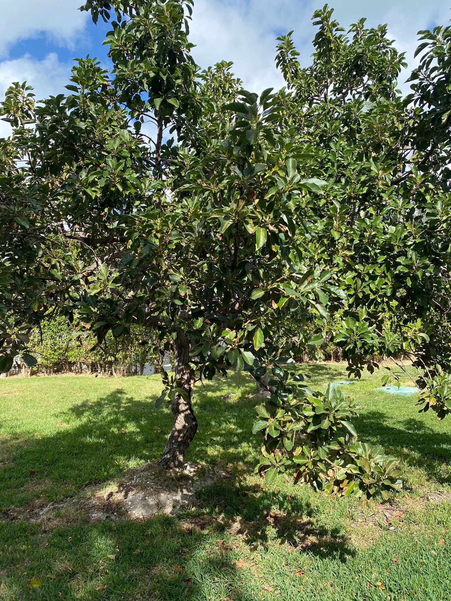 Monroe Avocado Fruit Tree, Cold Hardy Persea Americana