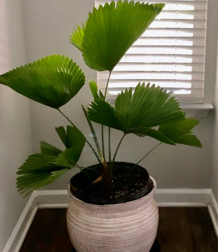Licuala Grandis Fan Palm Tree, Rare and Exotic