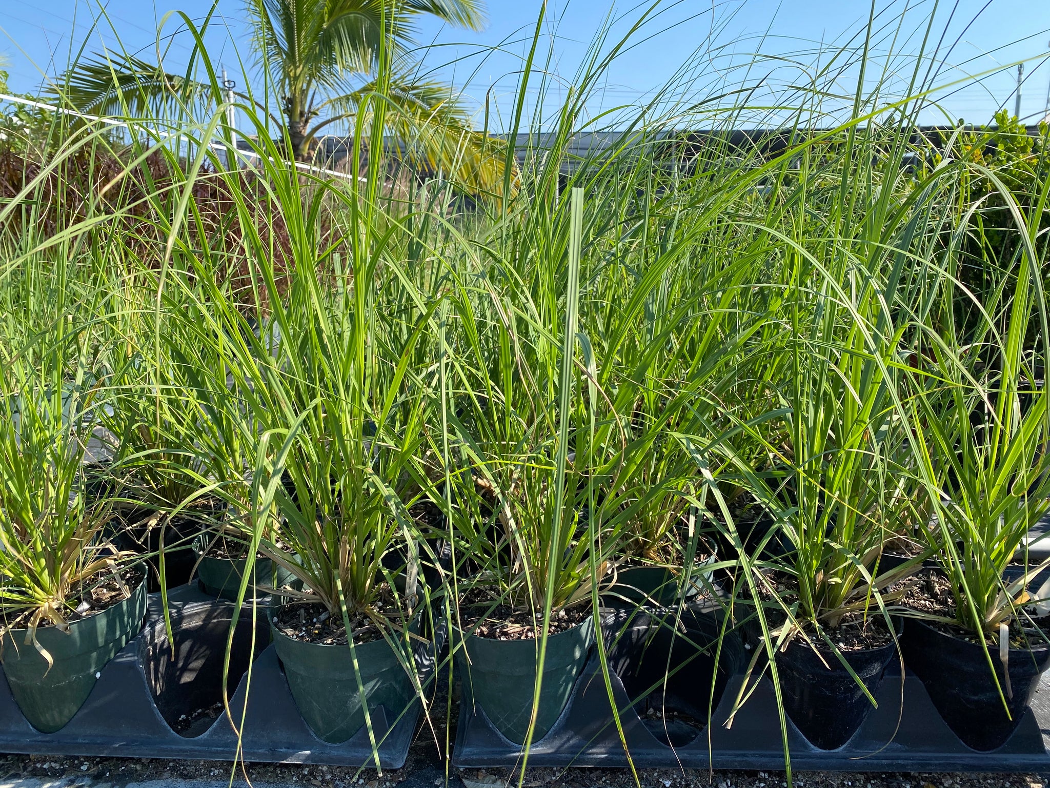 White Pampas Grass – Eureka Farms