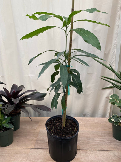 alphonso mango bonsai tree Alphonso Mango Fruit Tree, Mangifera indica