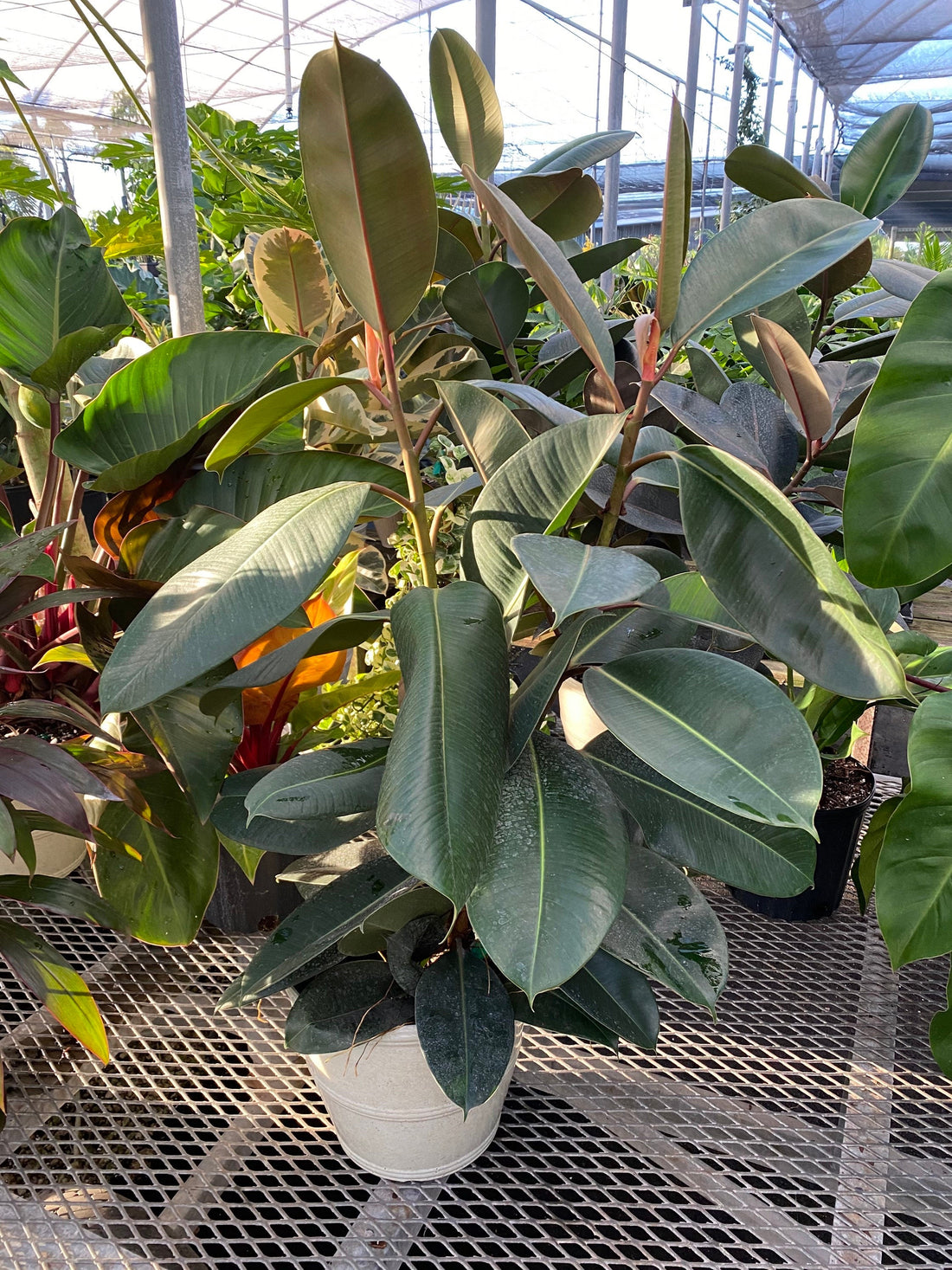 Ficus Elastica Melany Indian Green Rubber Tree in a pot