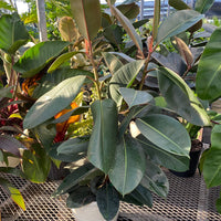 Ficus Elastica Melany Indian Green Rubber Tree