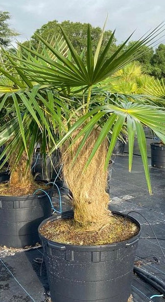 Old Man Palm, Rare and Exotic Palma Petate