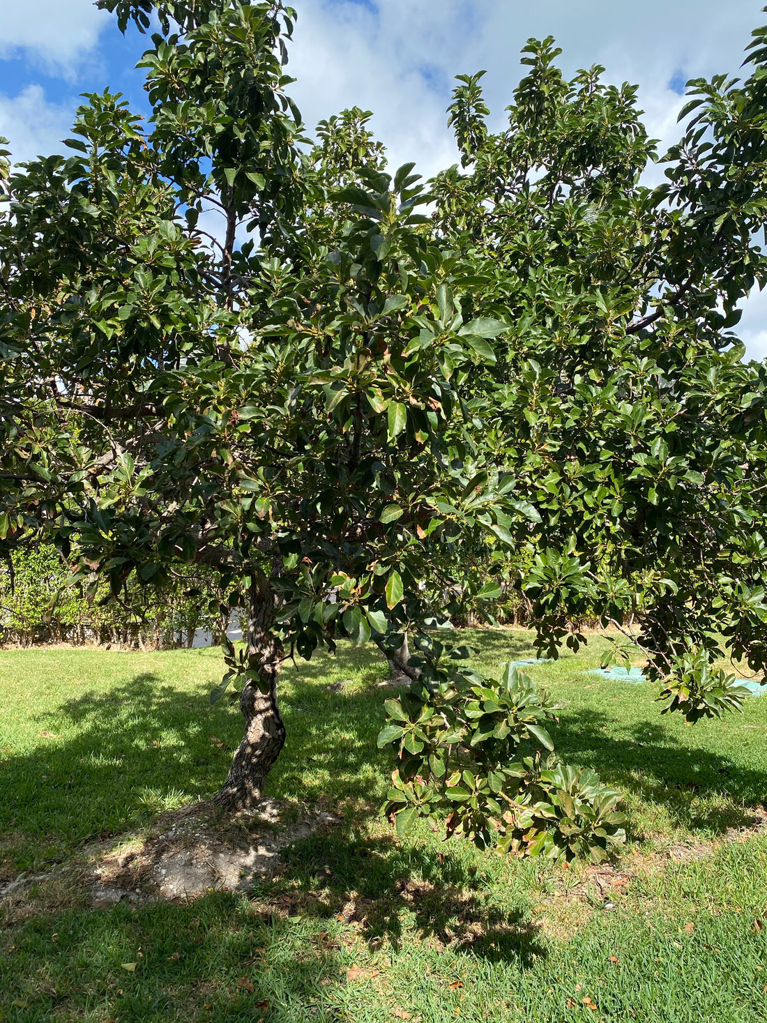 Hass Avocado Fruit Tree Cold Hardy, Persea Americana