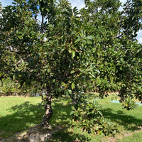Hass Avocado Fruit Tree Cold Hardy, Persea Americana
