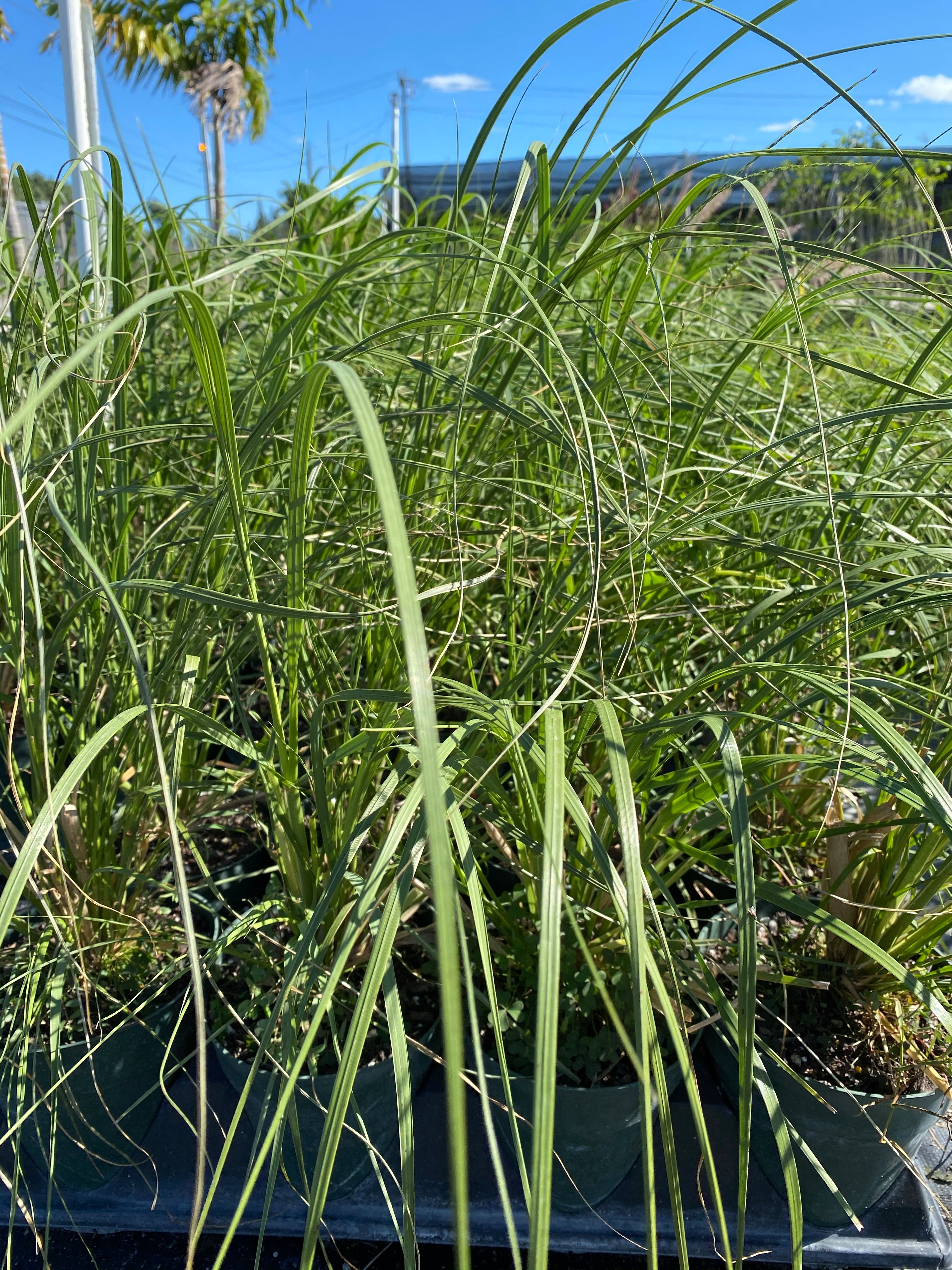 closeup view of White Pampas Grass