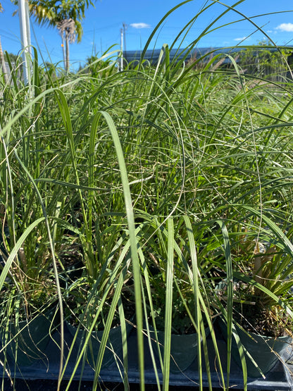 closeup view of White Pampas Grass