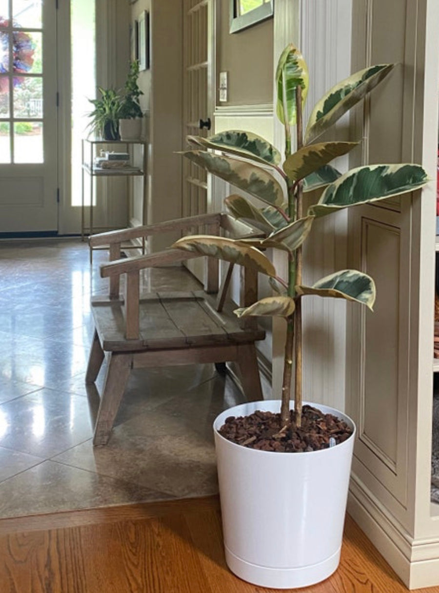 Ficus Tineke Tree Form Single, Variegated Elastica Rubber Tree Decora