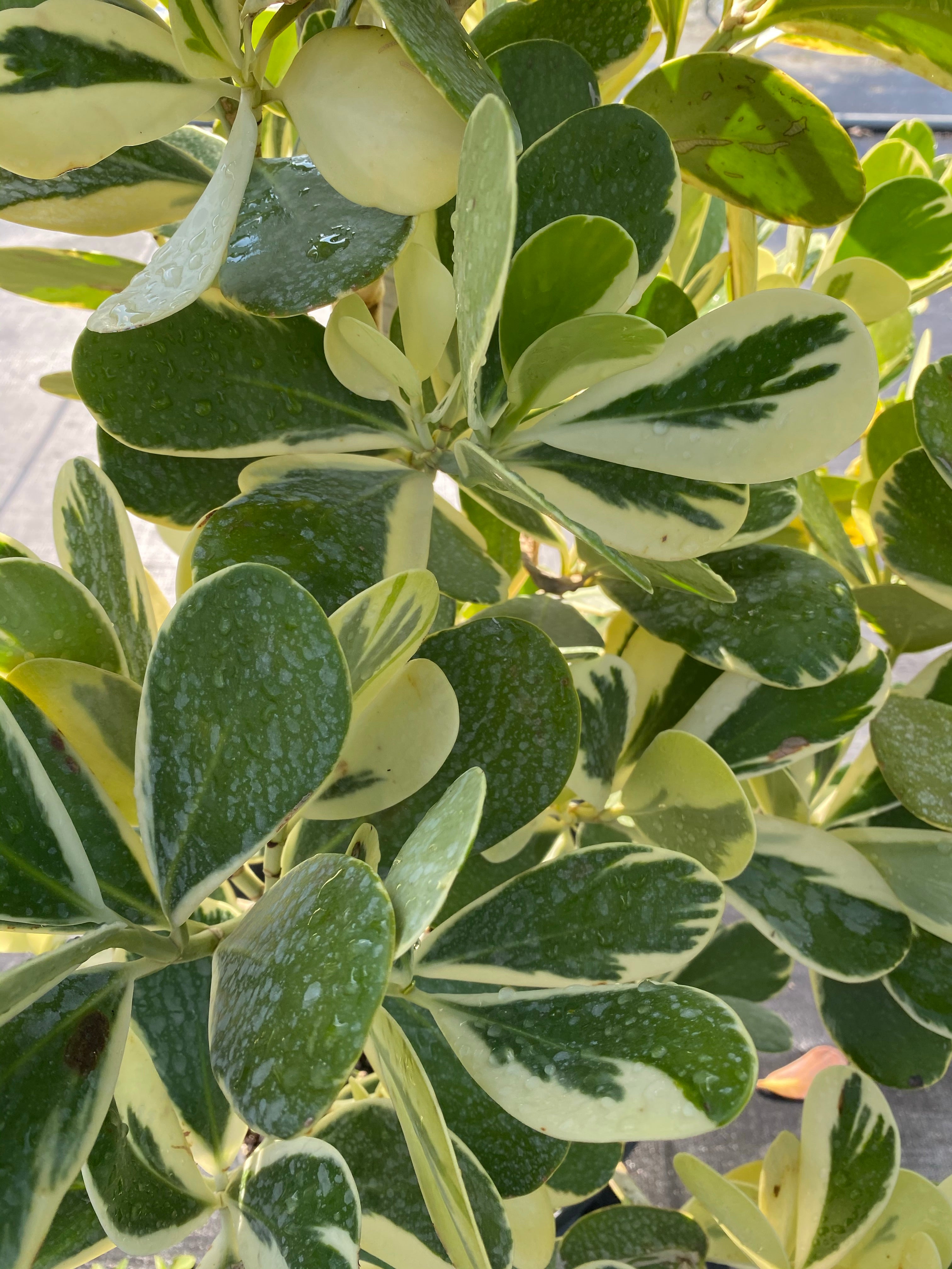 leaves of Clusia Guttifera Tree Form Variegated