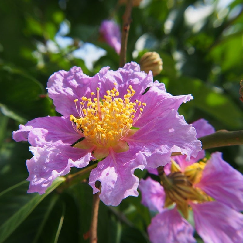 Crape Myrtle Muskogee Tree Purple