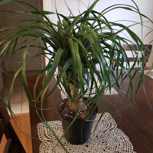 Ponytail Palm Bonsai, Elephant's Foot Palm