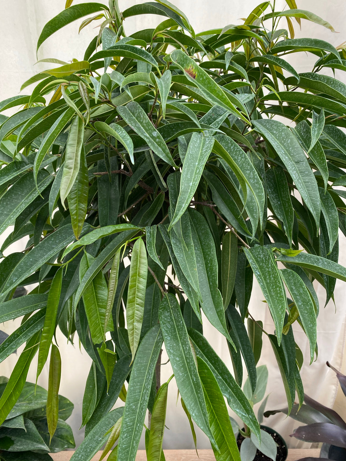 Ficus Rex Tree Buy Our Ficus Alii Tree, Ficus Maclellandii | Eureka Farms