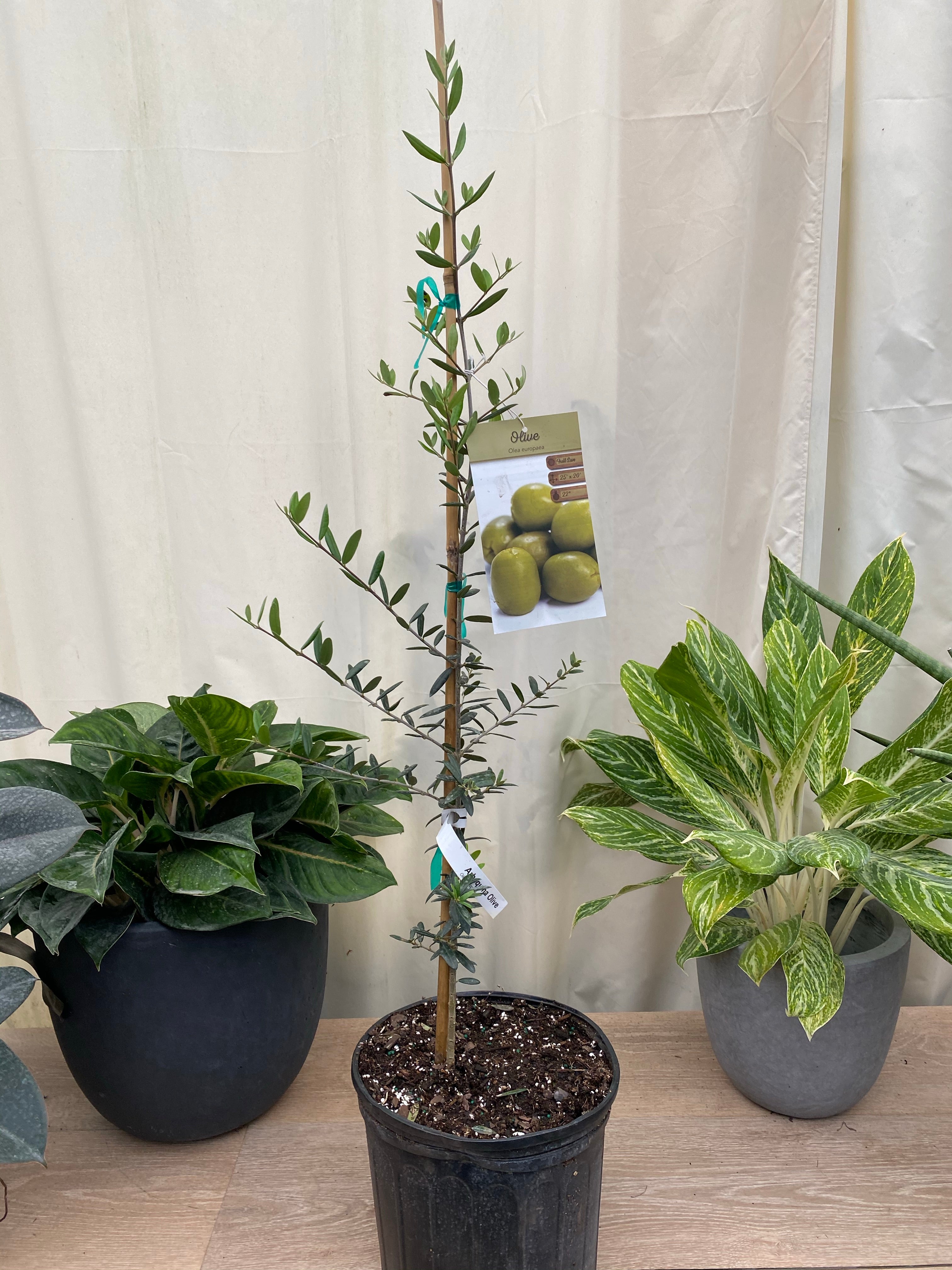 Arbequina Olive Tree sale - Indoor Houseplant - FREE SHIPPING