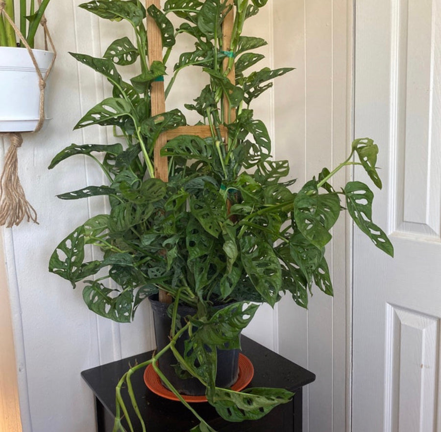 Monstera Adansonii Swiss Cheese Vining Climbing in Trellis – Eureka Farms